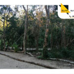 Terreno lotificado en Tulum